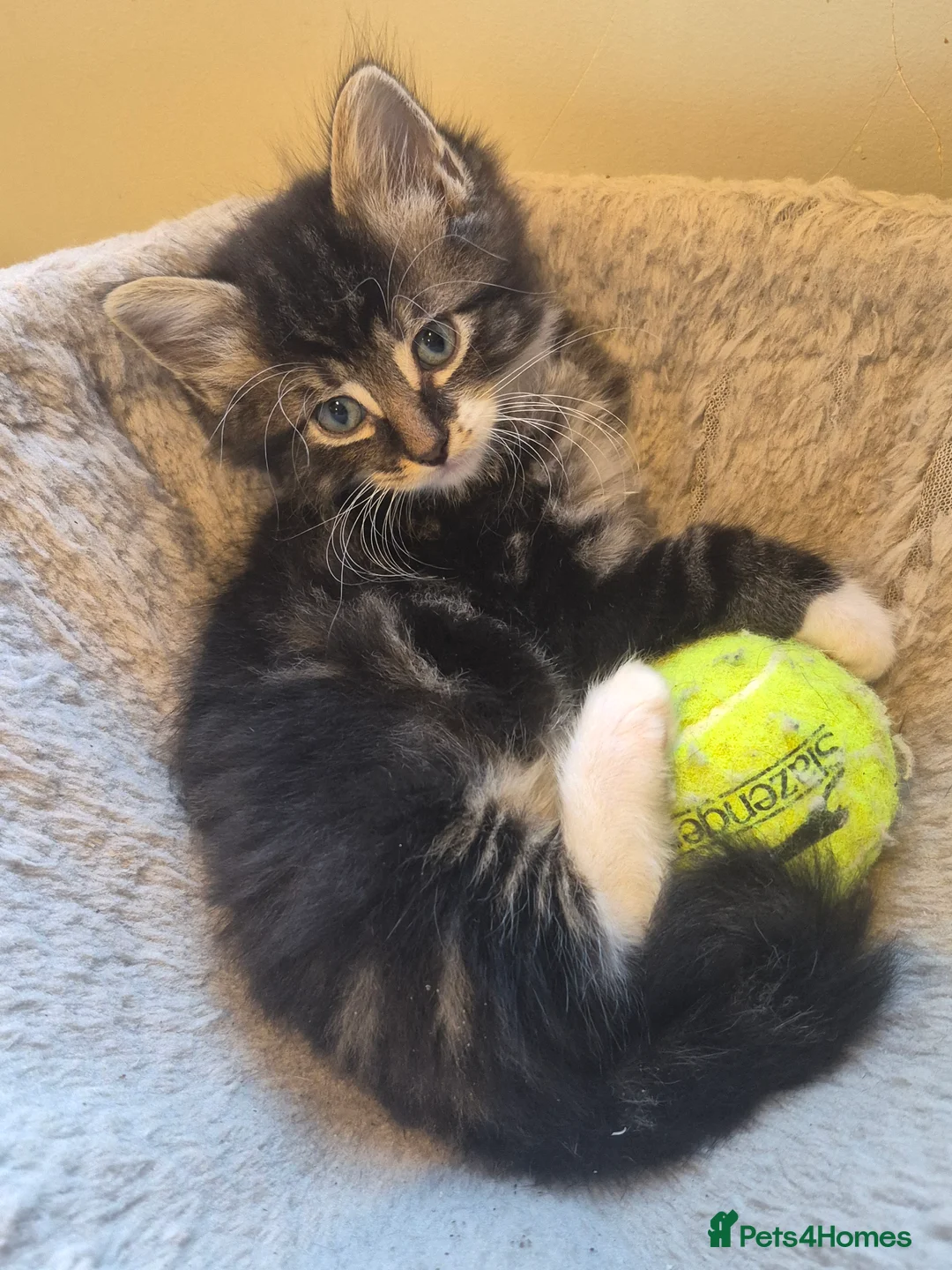 Mixed Breed cats for sale: Kittens, kittens, kittens!!!!!! - Advert 2