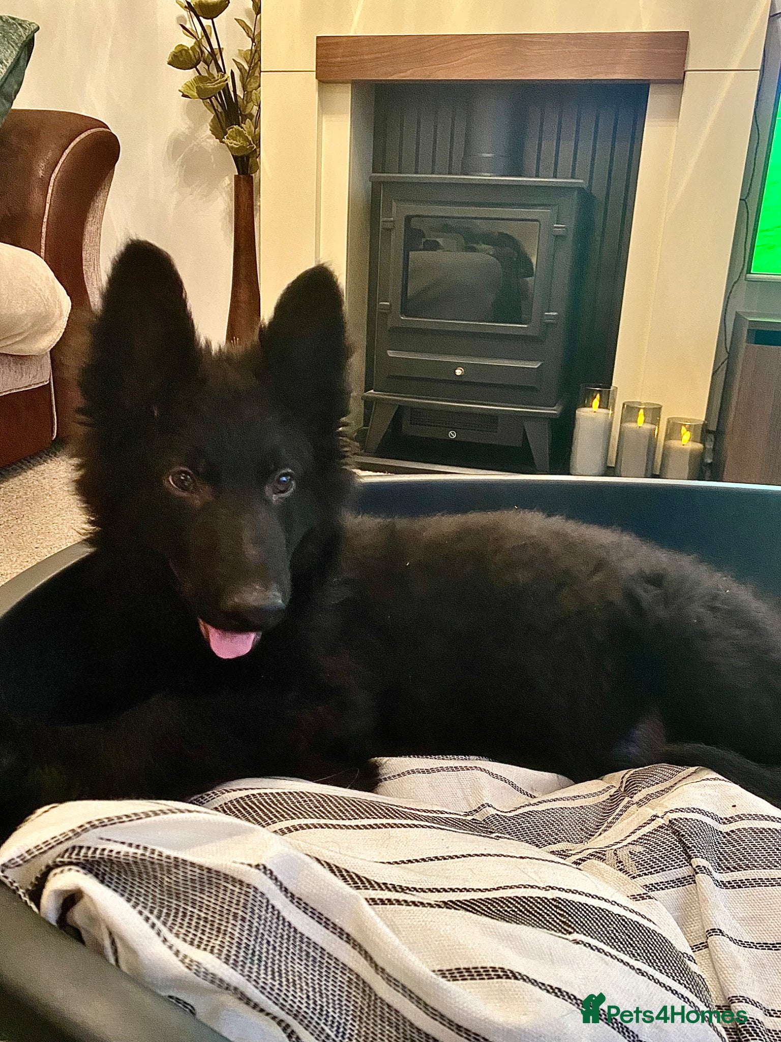 German Shepherd dogs German shepherd puppies  - Advert 16