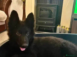 German Shepherd dogs German shepherd puppies - Advert 16