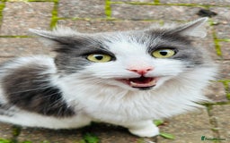 Brazilian Shorthair cats for sale: Kittens for sale  - Image 15
