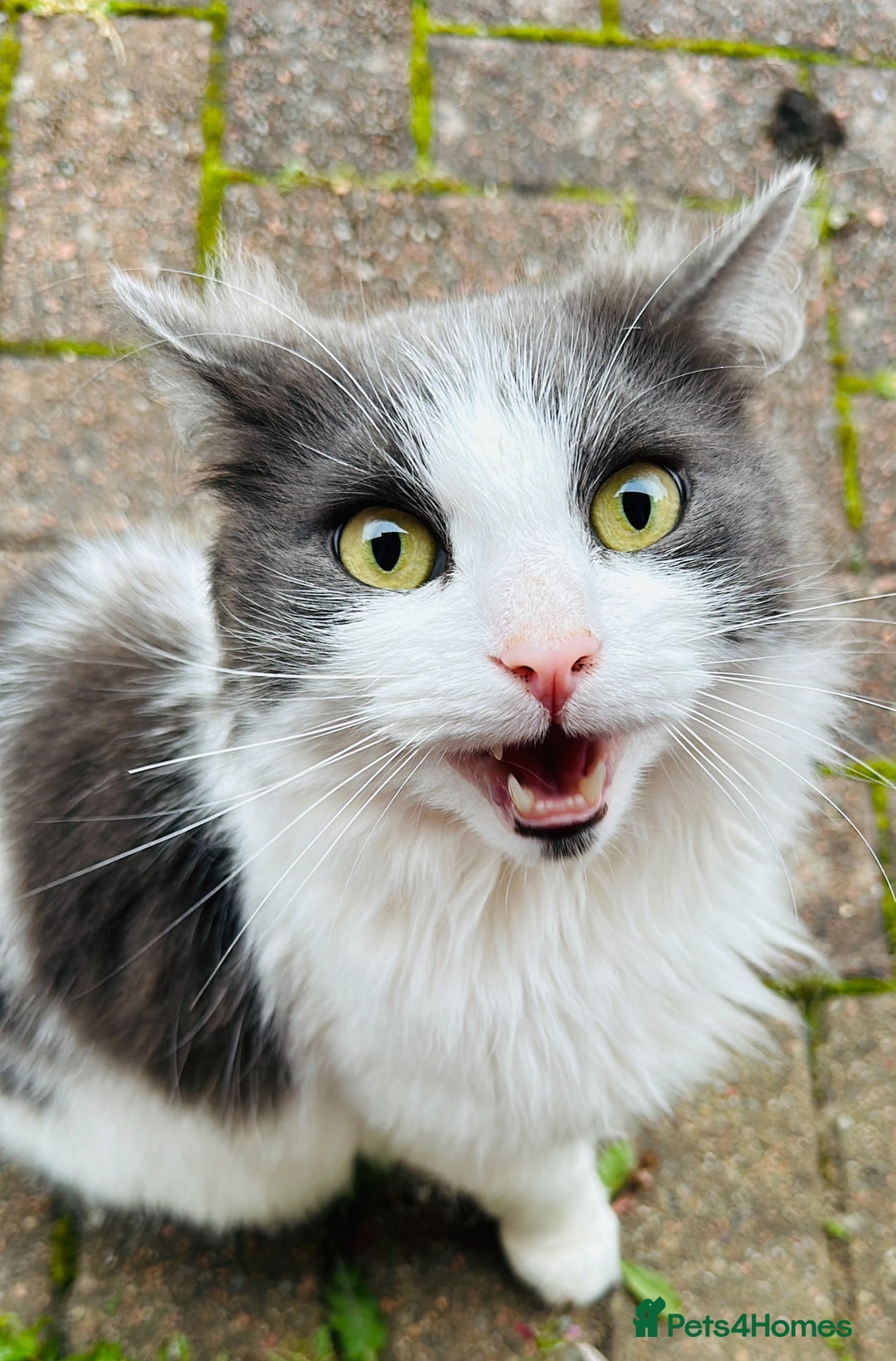 Brazilian Shorthair cats for sale: Kittens for sale  - Image 15