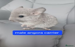 Chinchilla rodents for sale: Rpa& bdc carriers ready now   - Image 2