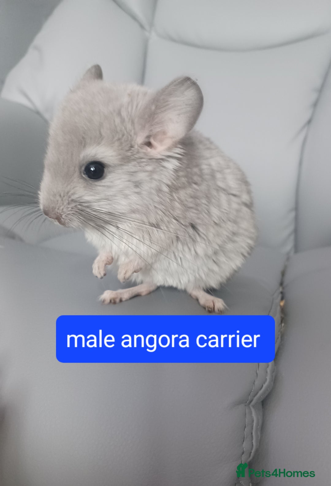 Chinchilla rodents for sale: Rpa& bdc carriers ready now   - Image 2