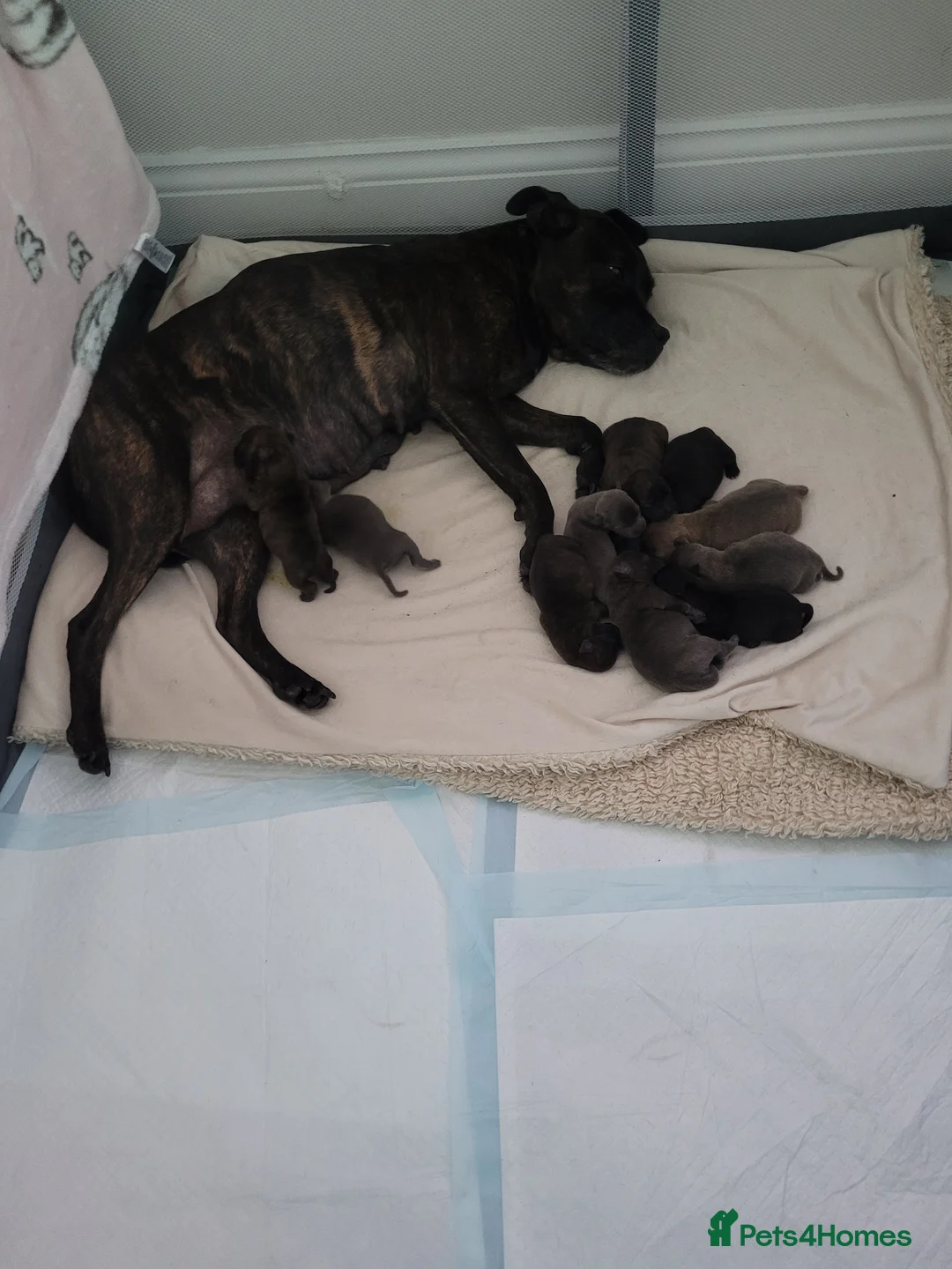 Mixed Breed dogs for sale: Staffie cross mastiff - Advert 8