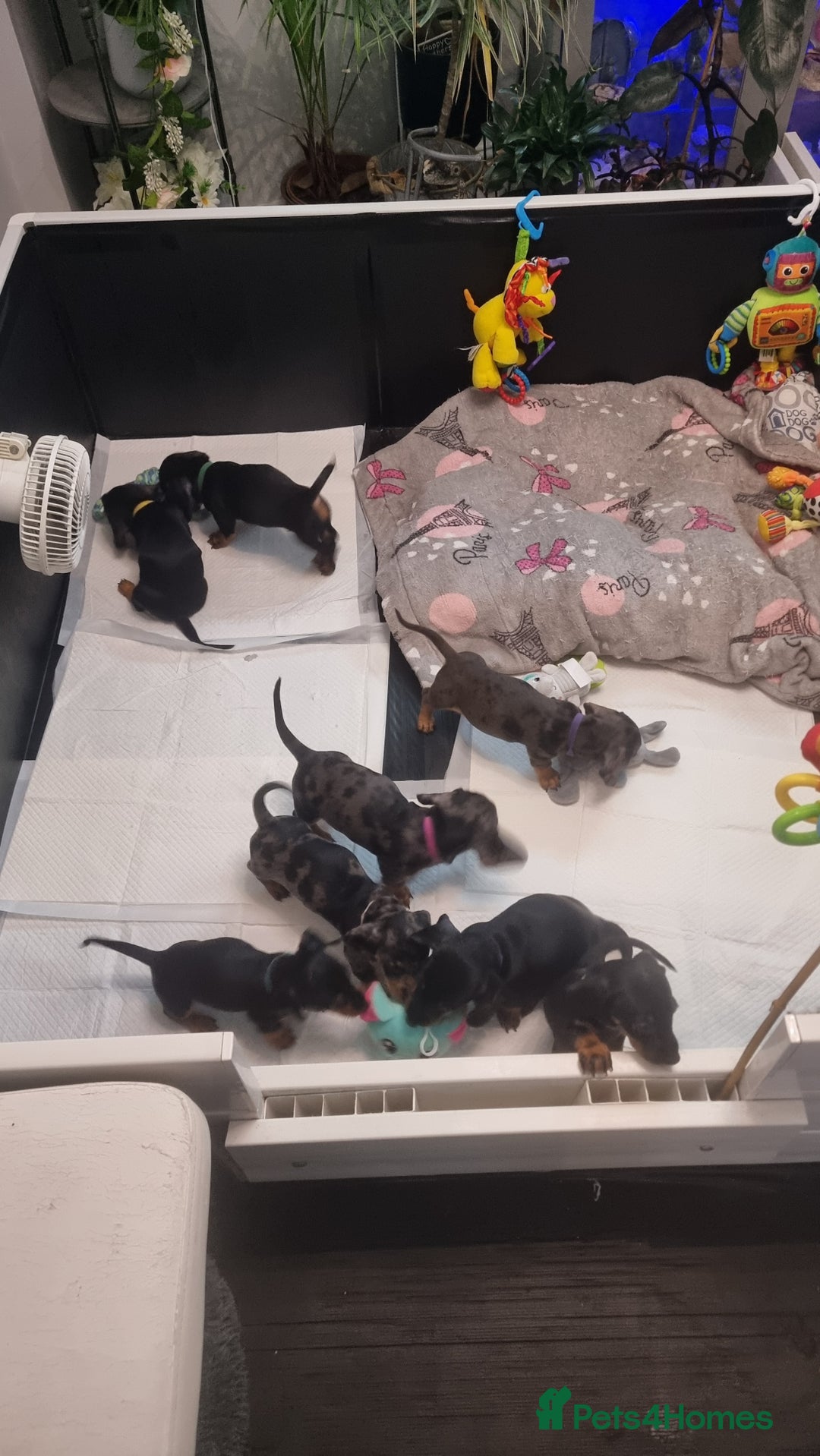 Dachshund dogs for sale: Miniature Daschund puppies - Image 3