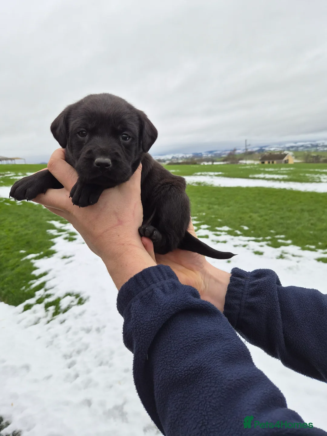 Labrador Retriever dogs for sale: Beautiful Labrador Retriever Puppies for Sale - Advert 14