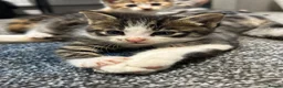 British Shorthair cats for sale: Georgous confident kitten  in Bexhill-on-Sea - Advert 11
