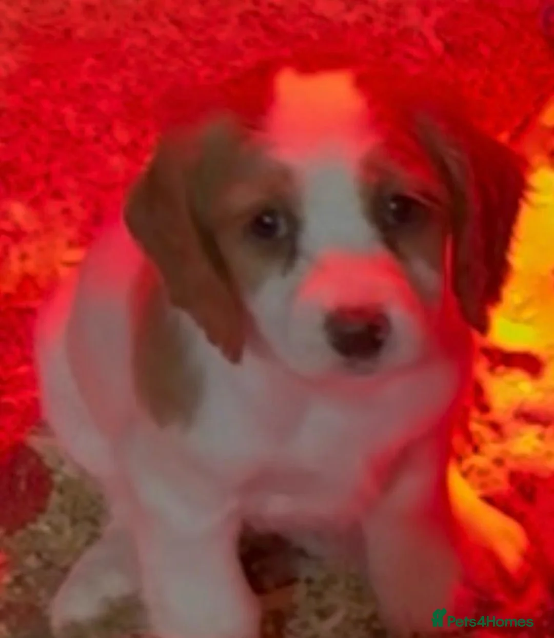 Cocker Spaniel dogs for sale: Farm bred Stunning Cocker Spaniel Puppies for sale - Advert 3