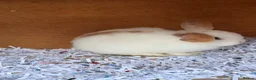 Mini Lop rabbits for sale: Beautiful female lops for sale  - Advert 2