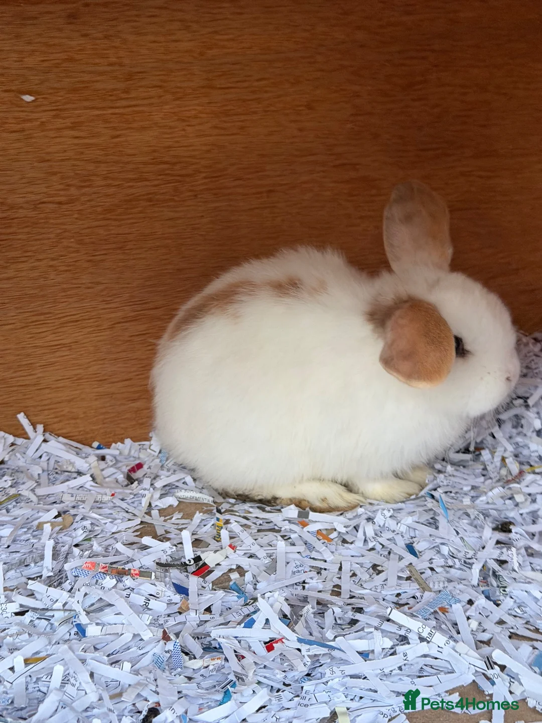 Mini Lop rabbits for sale: Beautiful female lops for sale  - Advert 2