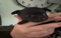 Chihuahua dogs for sale: Outstanding Chihuahua Puppies - Very small - Image 4