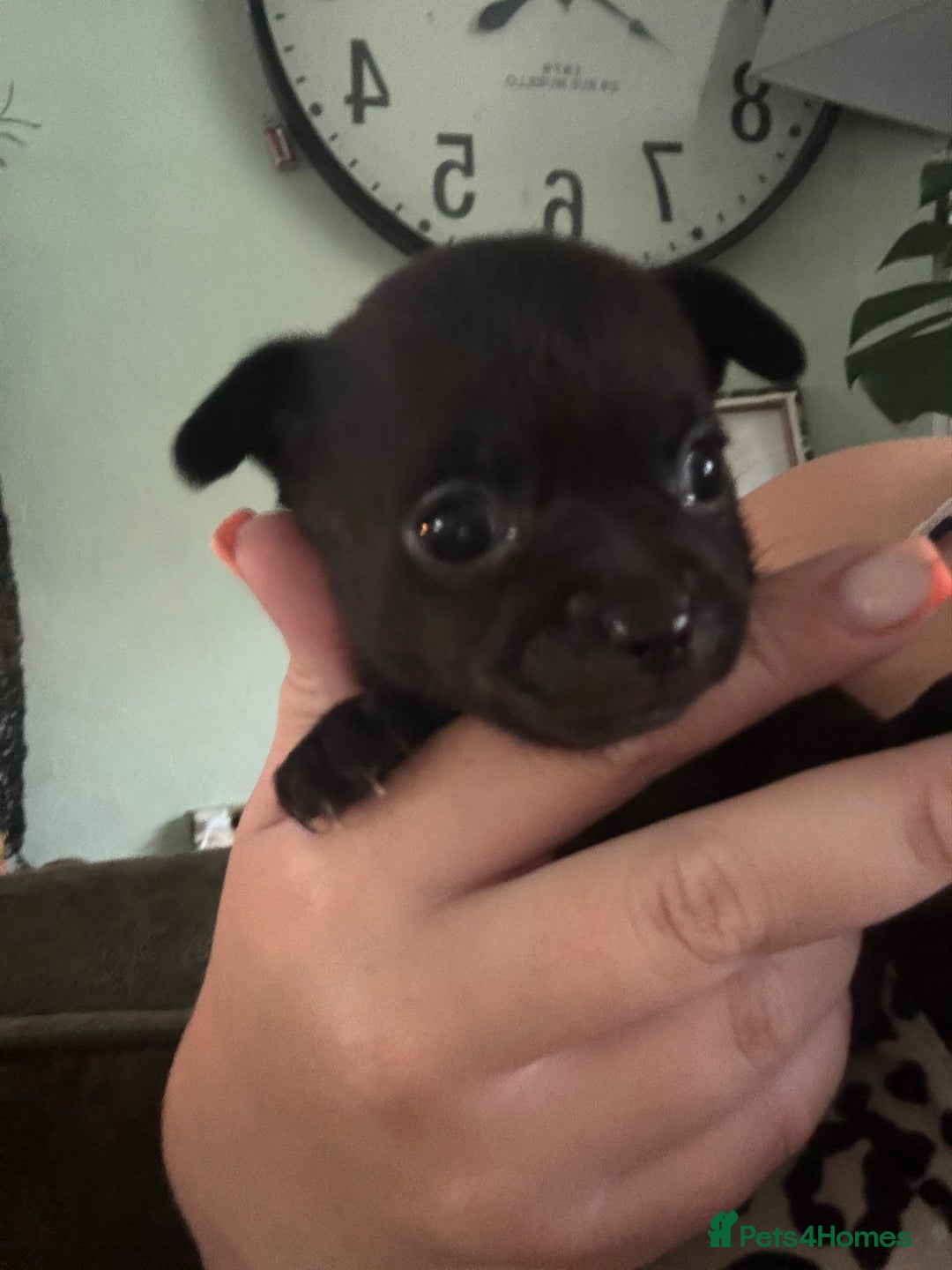 Chihuahua dogs for sale: Outstanding Chihuahua Puppies - Very small - Image 4