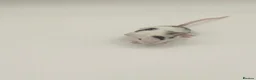 Mouse rodents for sale: beautiful friendly mice - Advert 2