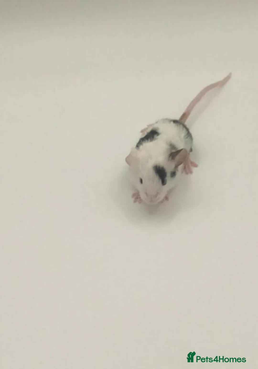 Mouse rodents for sale: beautiful friendly mice - Advert 2
