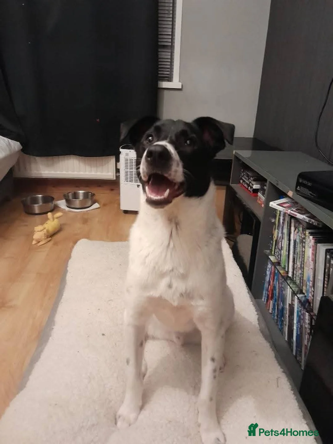 Mixed Breed dogs for adoption: Meet Rocky, currently residing in Aberdeen  - Advert 4