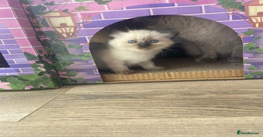 Ragdoll cats - Advert 1