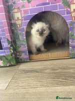 Ragdoll cats - Advert 1