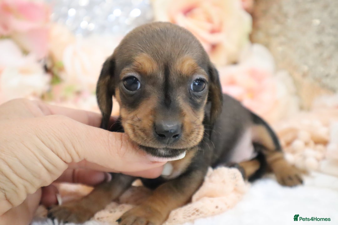 Miniature Dachshund dogs for sale: KC Registered Miniature Dachshund Puppies - Image 19