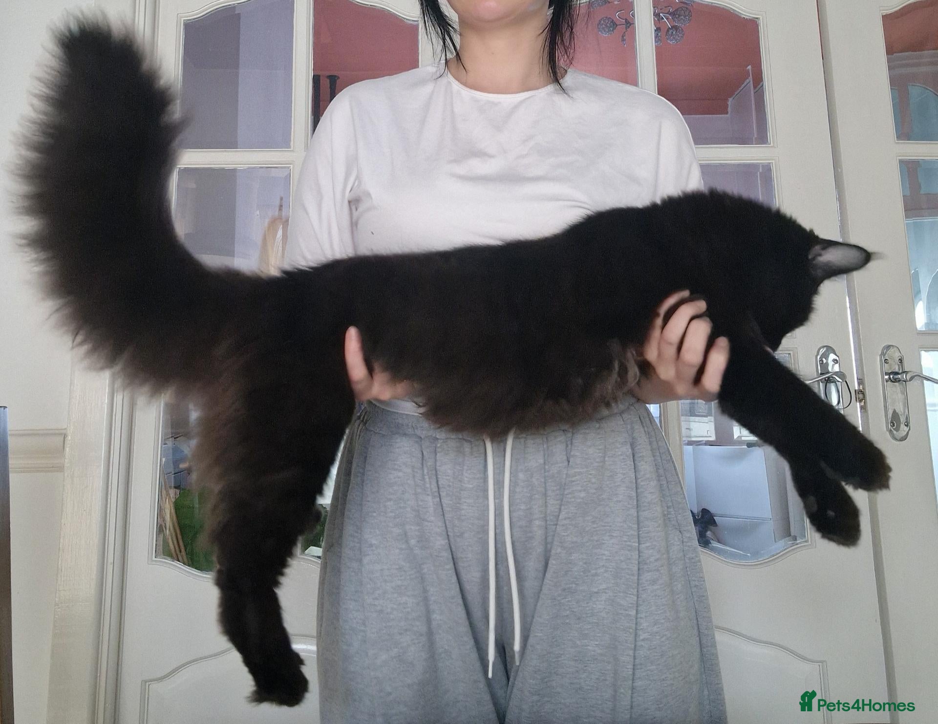 Maine Coon cats for sale: Last 2 from litter of 8 Mainecoon in Bury - Advert 18