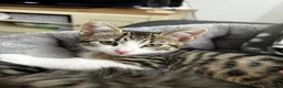 Mixed Breed cats for sale: Two brother cats  in Tredegar - Advert 8