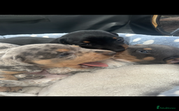Miniature Dachshund dogs for sale: Stunning rare Miniature Dachshunds - Image 4