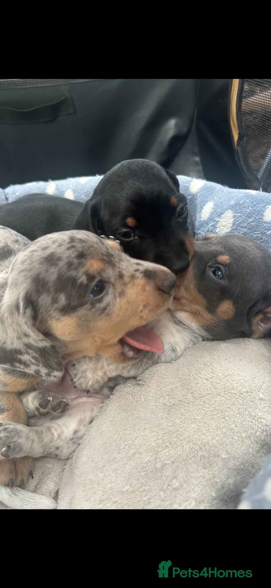 Miniature Dachshund dogs for sale: Stunning rare Miniature Dachshunds - Image 4