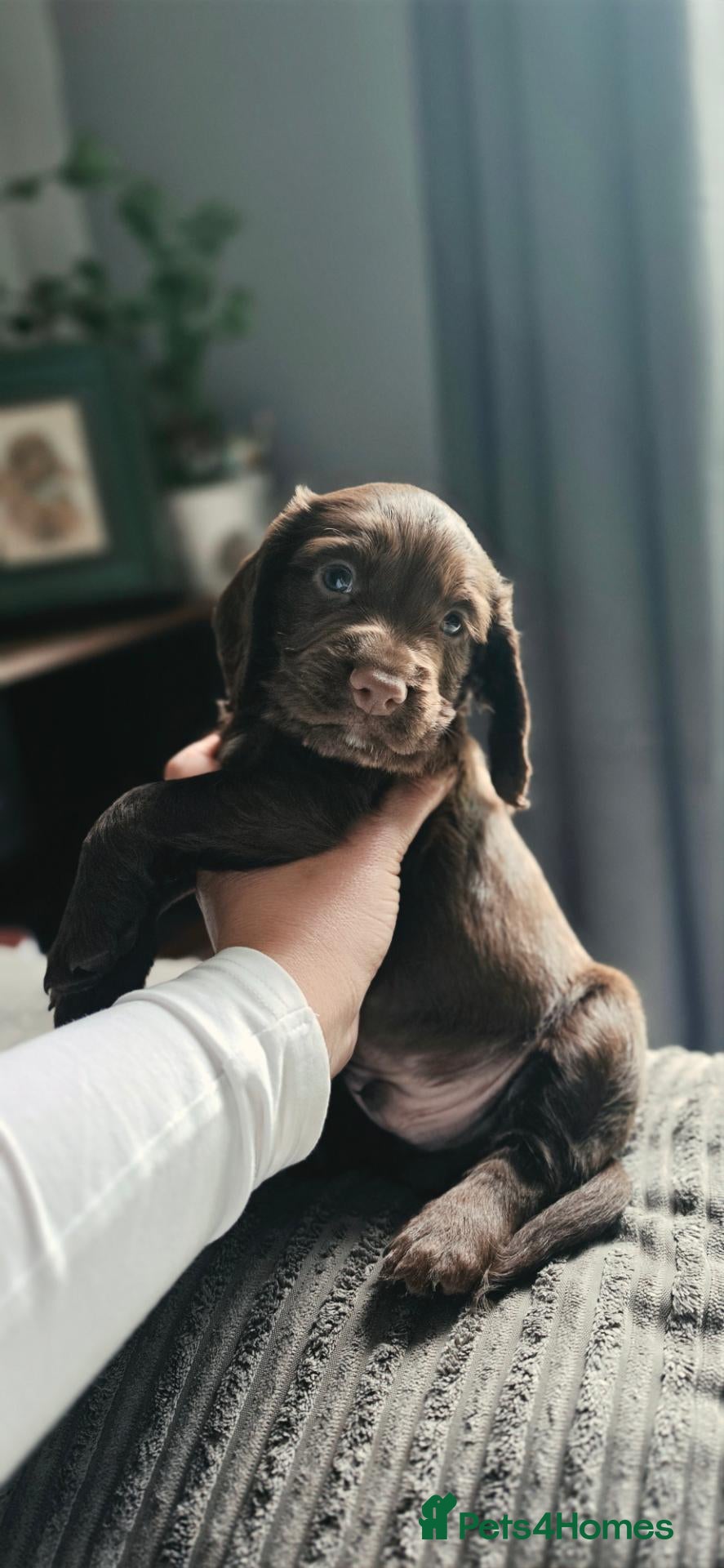 Cocker Spaniel dogs   KC REG 3 Working Chocolate spaniels boys left - Advert 4