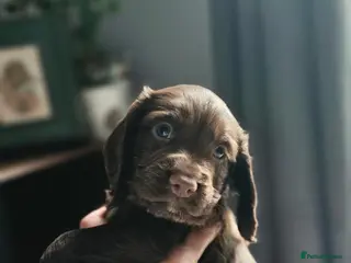 Cocker Spaniel dogs KC REG 3 Working Chocolate spaniels boys left - Advert 4