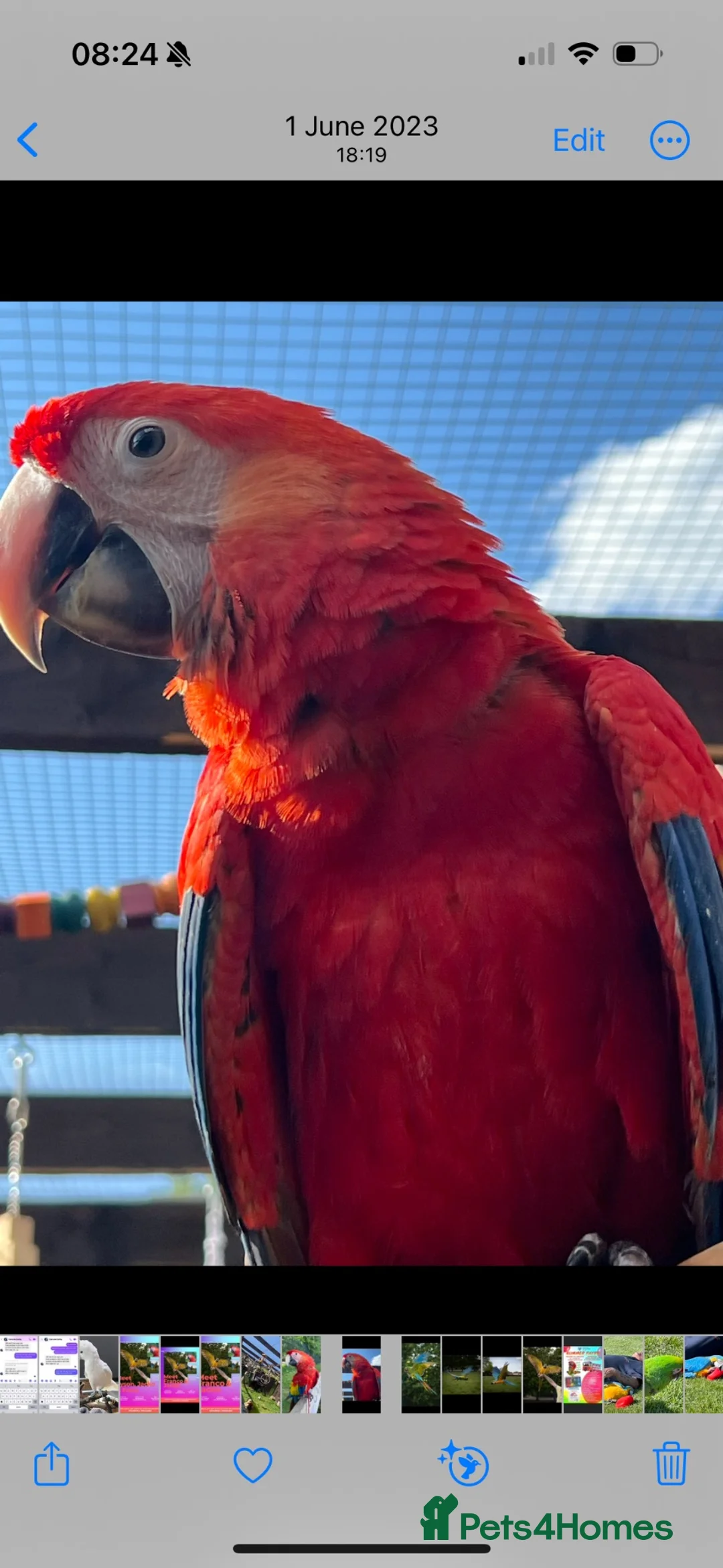 Macaws birds for sale: Male scarlet macaw  in Woking - Advert 2