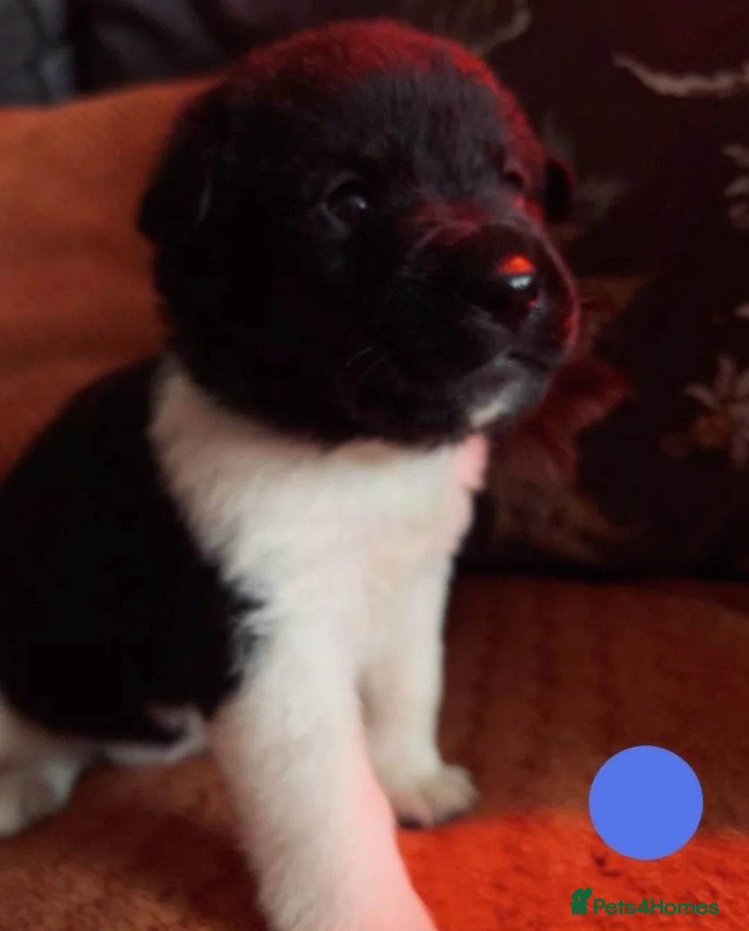 Mixed Breed dogs for sale: Labrakita - Advert 2