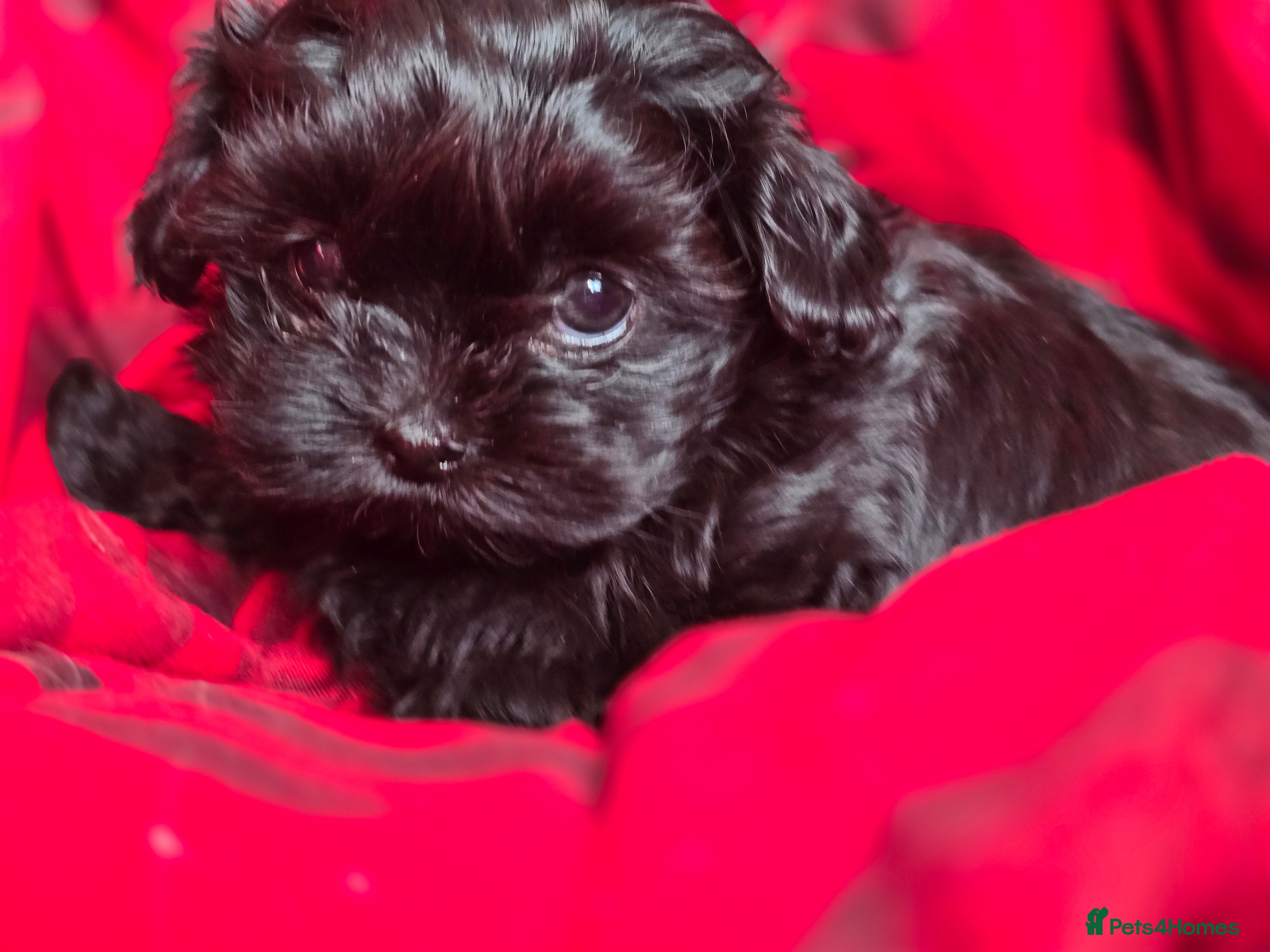Havanese dogs Russkaya Tsvetnaya Bolonka- Rare,Devoted, Adorable - Advert 1