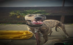 Mixed Breed dogs for sale: Female - Image 2