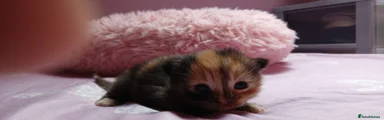 Mixed Breed Kitten 4