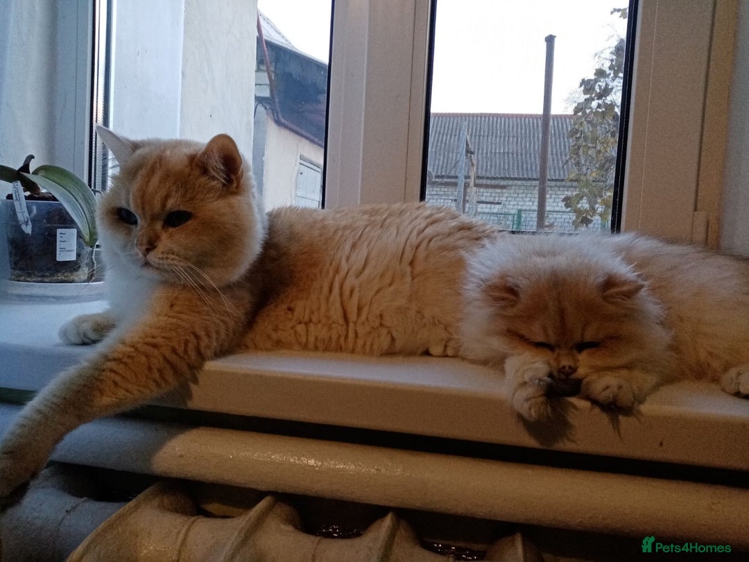 British Shorthair cats for stud: Pedigree Golden BSHstud, Green eyes, Active rgstrd - Advert 5
