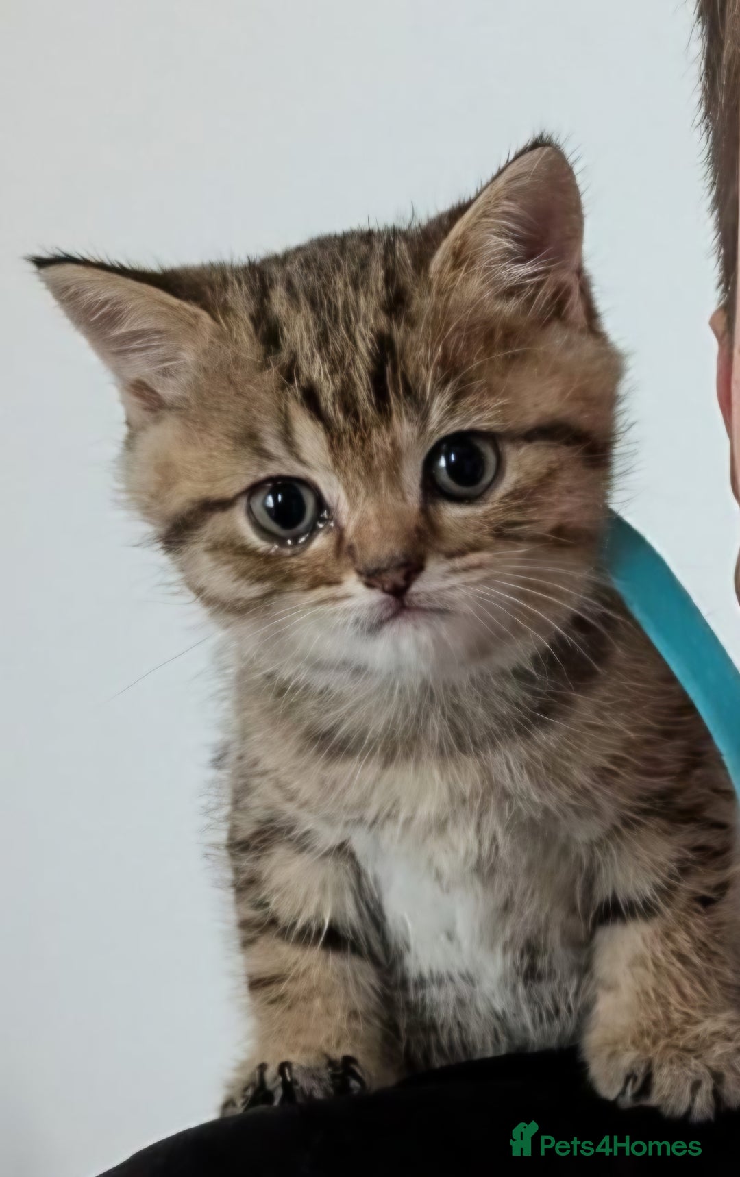 British Shorthair cats for sale: British shorthair boy - Image 4