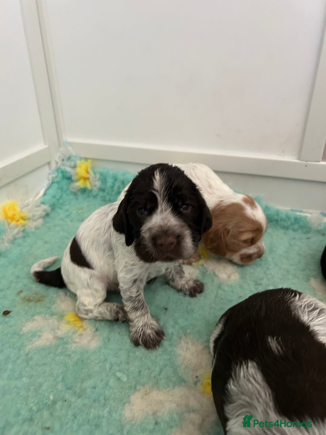 Cocker Spaniel dogs for sale: Show cocker spaniel  - Image 10