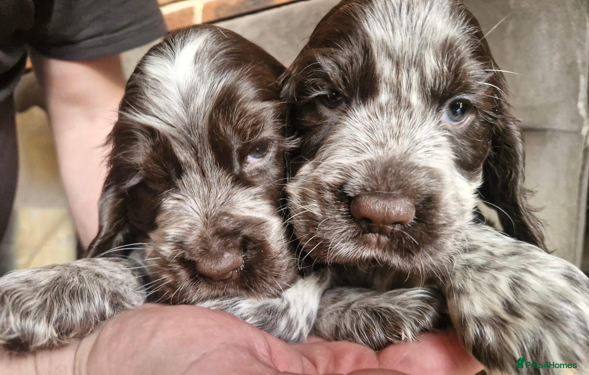 Cocker Spaniel dogs Lovely show Cocker spaniel puppies 🐶  - Advert 17