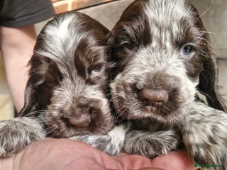 Cocker Spaniel dogs Lovely show Cocker spaniel puppies 🐶 - Advert 18