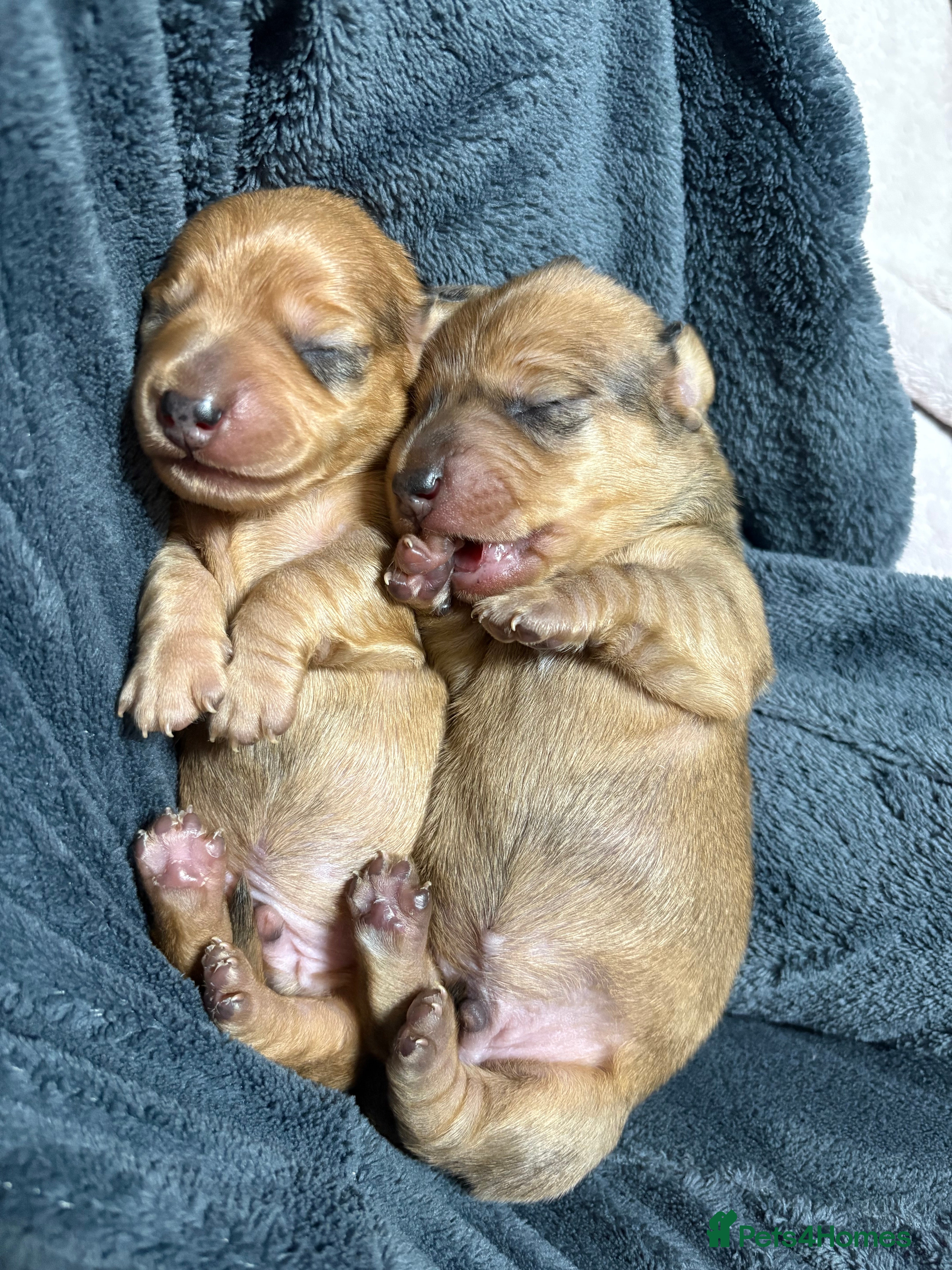 Miniature Dachshund dogs Miniature Dachshund Puppies💕 - Advert 9