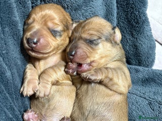 Miniature Dachshund dogs Miniature Dachshund Puppies💕 - Advert 1