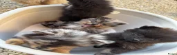 Pomeranian dogs for sale: Merle Pomeranians - Advert 4