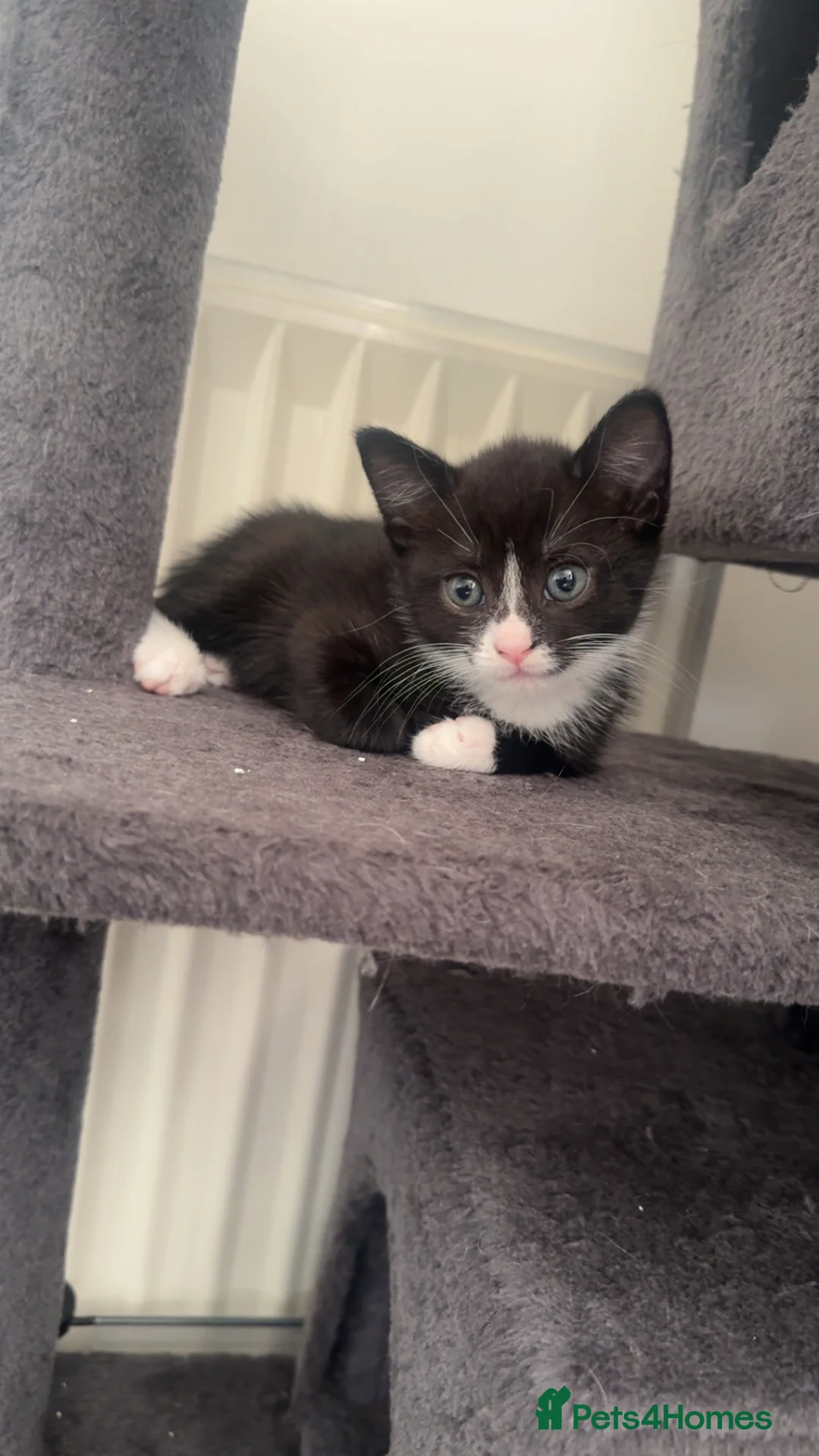 Domestic Shorthair cats for sale: 4 kittens for sale  - Advert 12