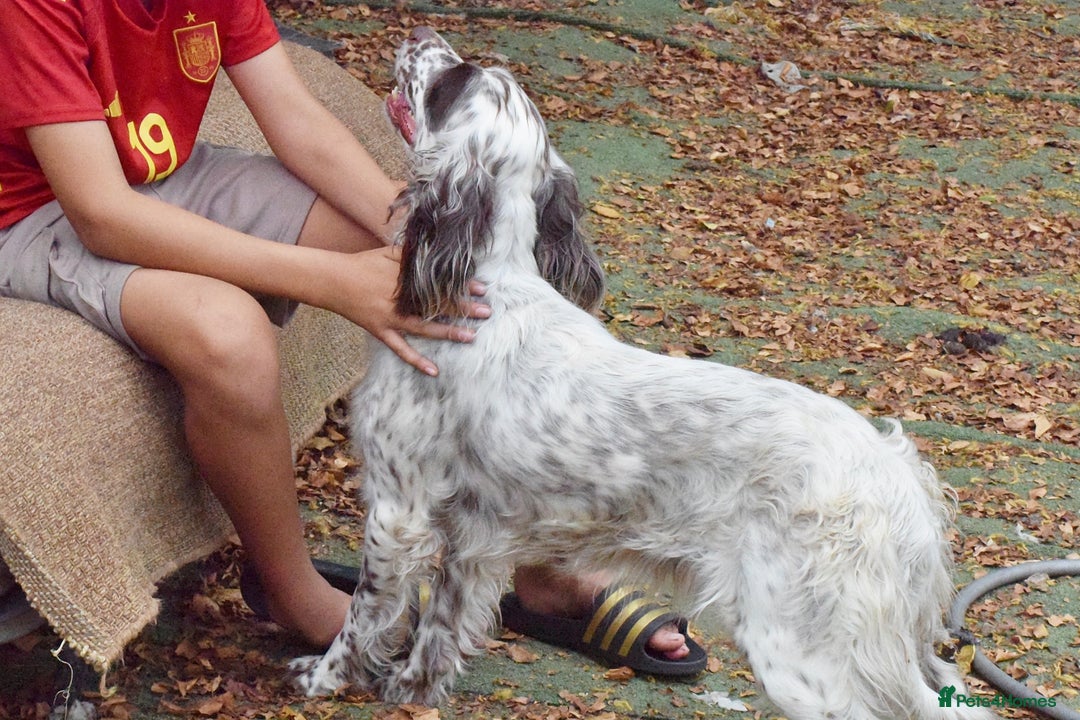 English Setter dogs for adoption: Kira  - Image 6