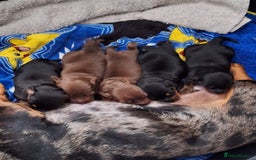 Dachshund dogs for sale: Dachshund  - Image 4