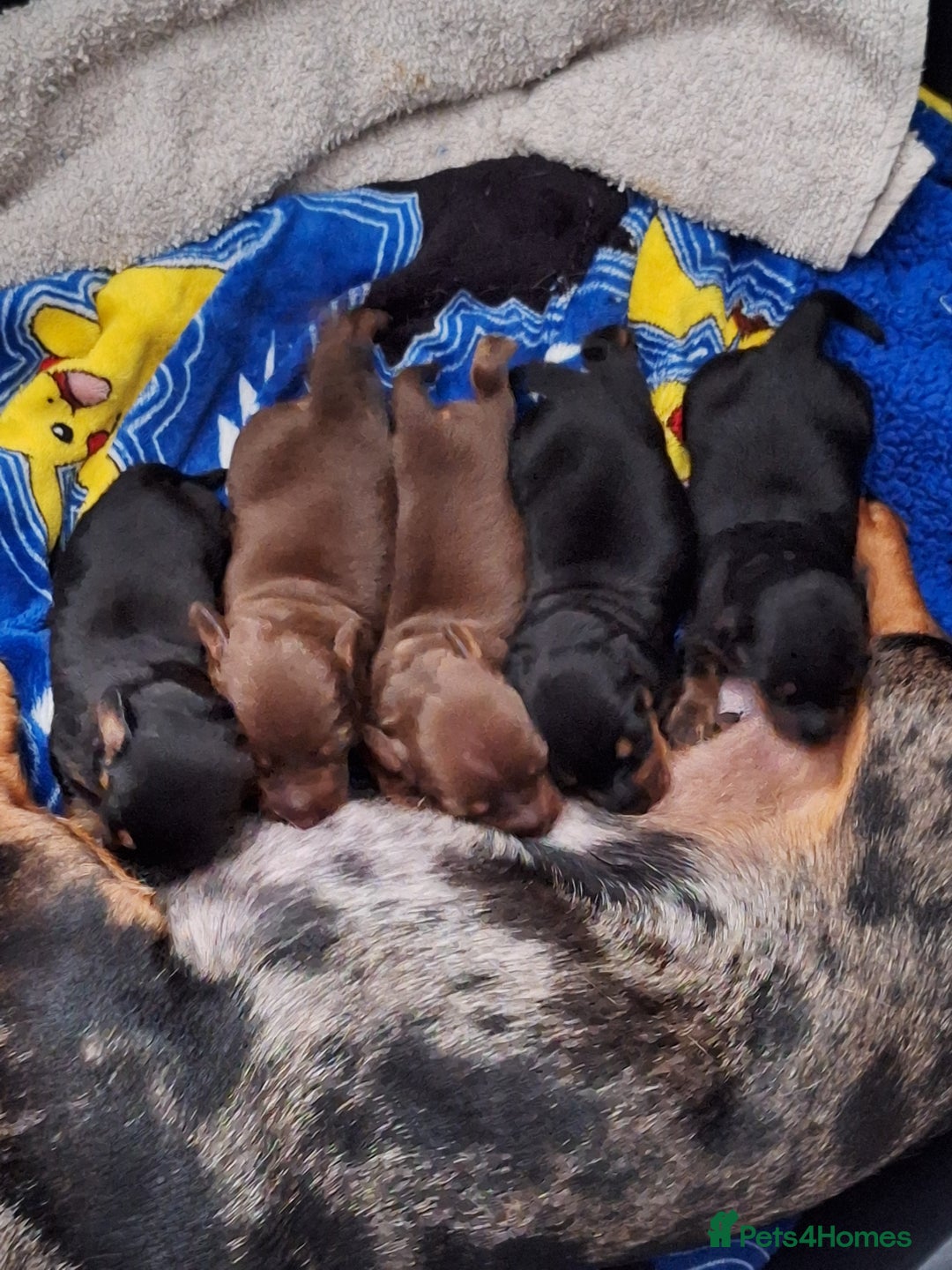 Dachshund dogs for sale: Dachshund  - Image 4