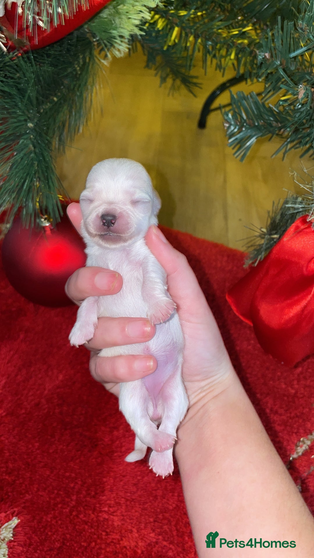 Chihuahua dogs for sale: Miniature Chihuahua Puppies - Advert 5