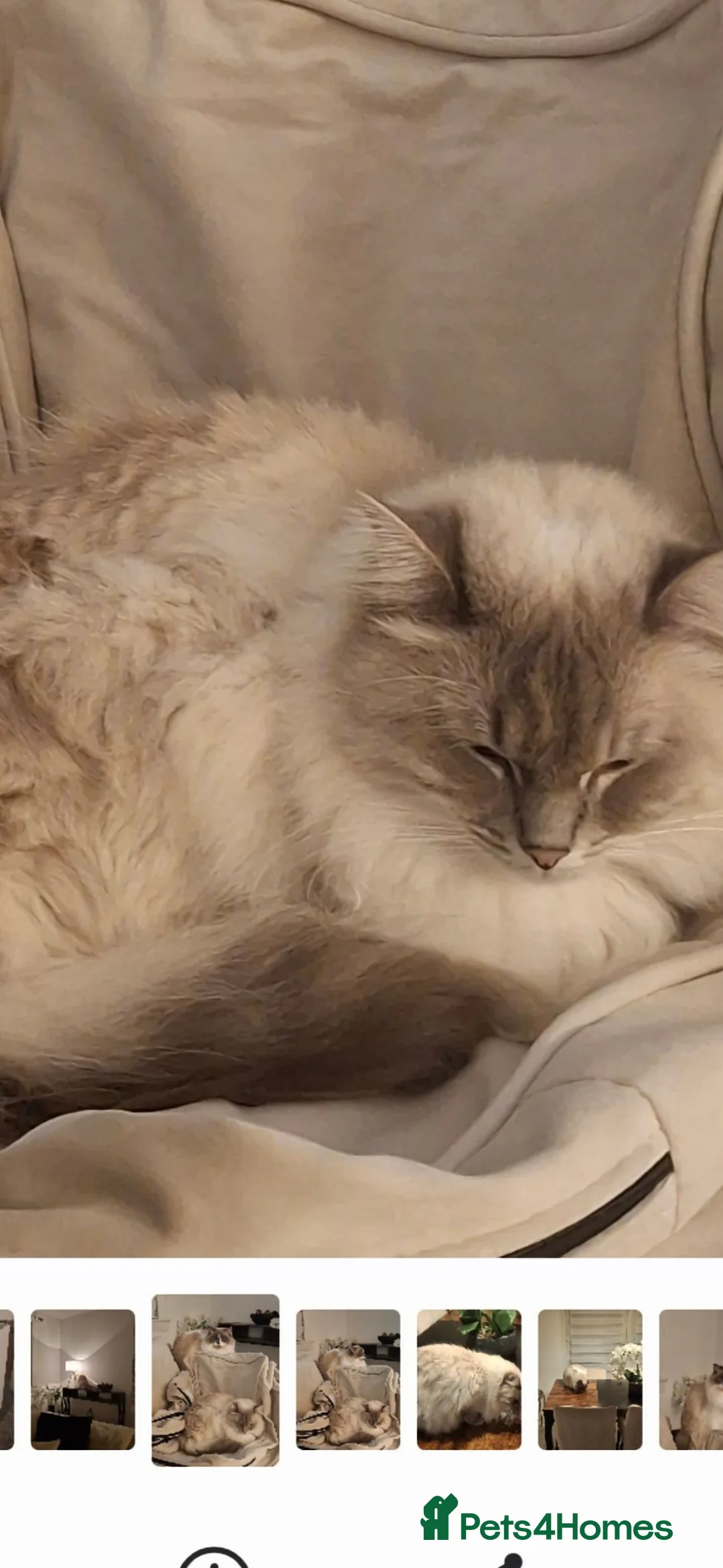 Ragdoll cats for sale: Female Ragdoll  in Kilbirnie - Advert 2