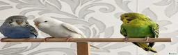 Budgerigars birds for sale: Young cute Budgies for sale  in Bedford - Advert 1