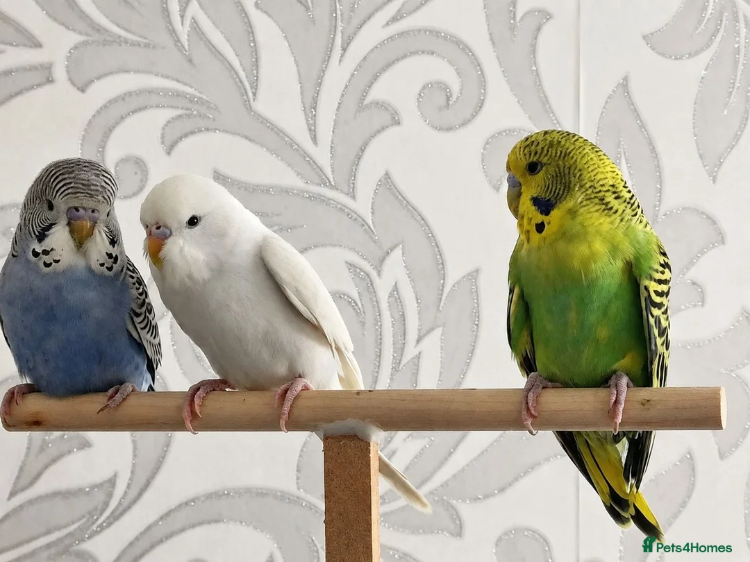 Budgerigars birds for sale: Young cute Budgies for sale  in Bedford - Advert 1