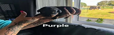 Rottweiler 6